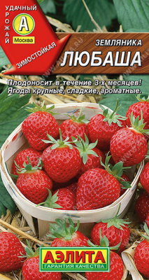 Любаша земляника ремонтантная крупноплодная (а)