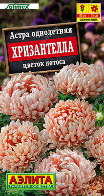 Хризантелла Цветок Лотоса (а)
