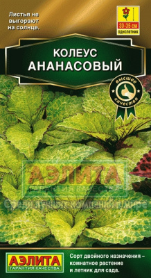 Ананасовый блюме колеус 10шт (а)