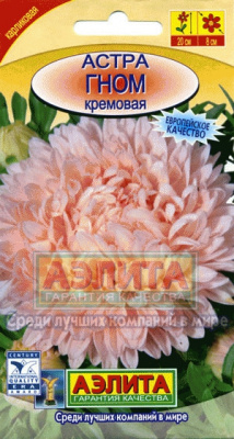 Гном кремовая астра 20см (а)